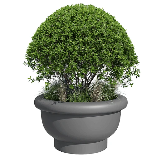 Serralunga 盆栽植物
