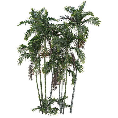 现代树景观树灌木植物