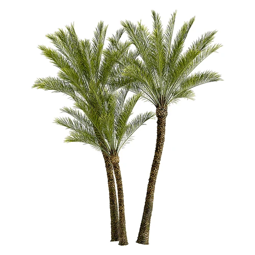 现代树景观树灌木植物
