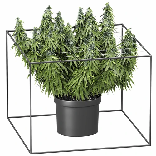 现代简约绿植盆栽
