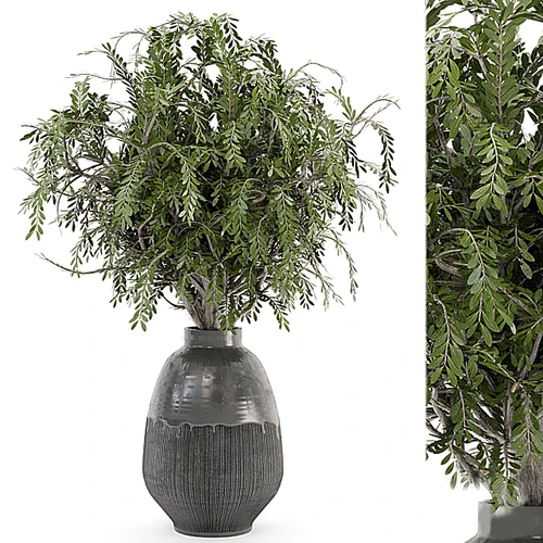 植物盆栽