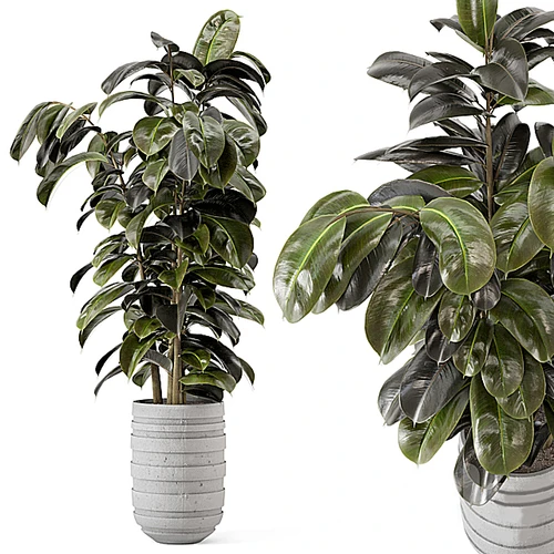 植物盆栽