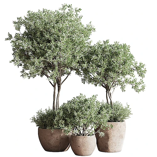 植物盆栽
