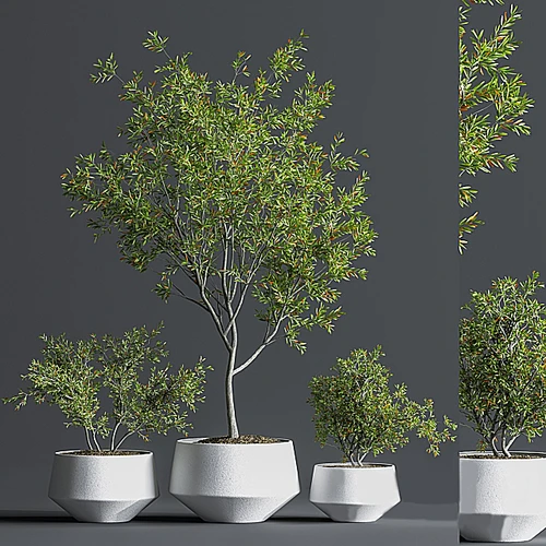 植物盆栽