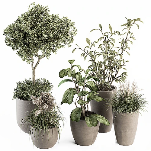 植物盆栽