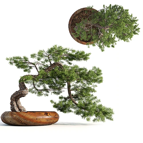植物盆栽
