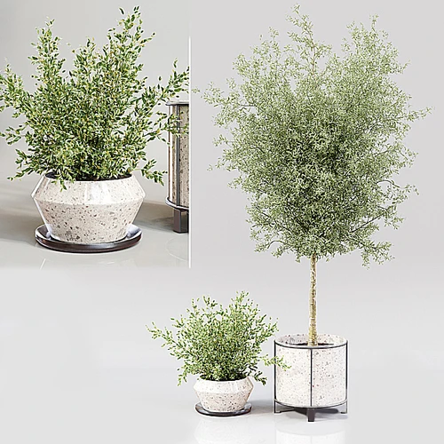 植物盆栽