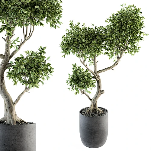 植物盆栽