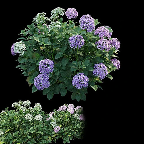 植物花卉