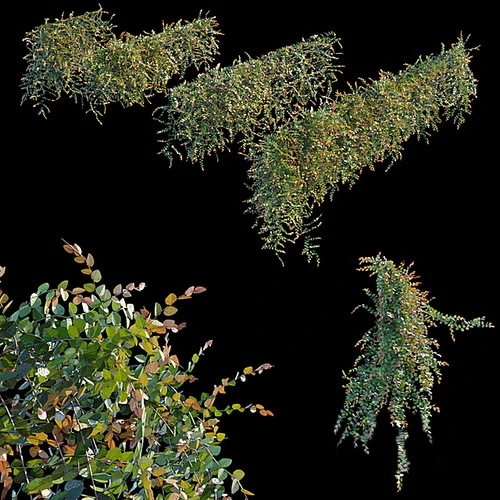 植物爬藤