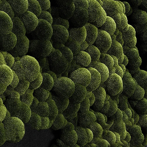 苔藓植物墙