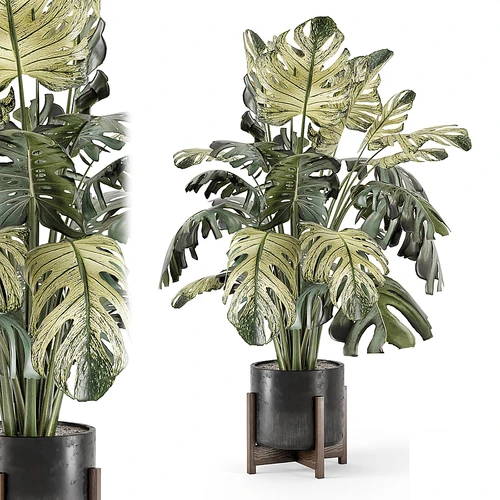 现代植物盆栽