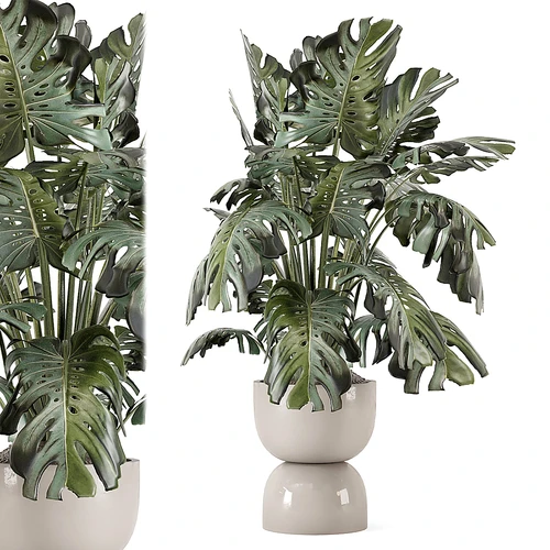 现代植物盆栽