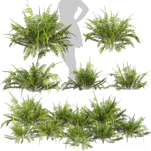 现代蕨类植物