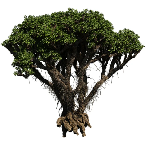 现代海榄雌植物
