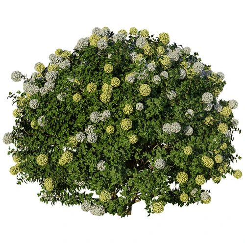 现代户外植物