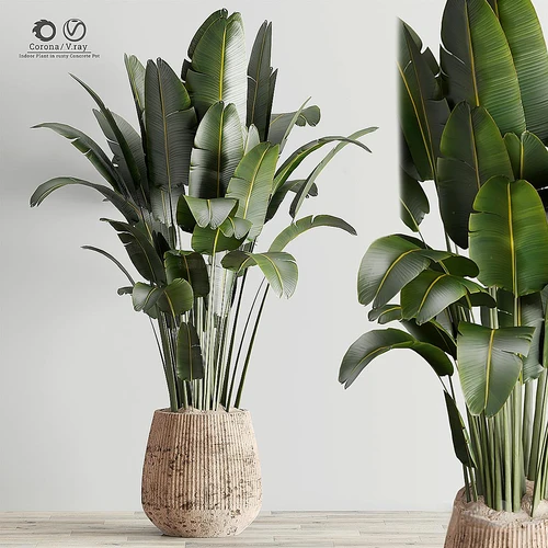 现代绿植植物盆栽