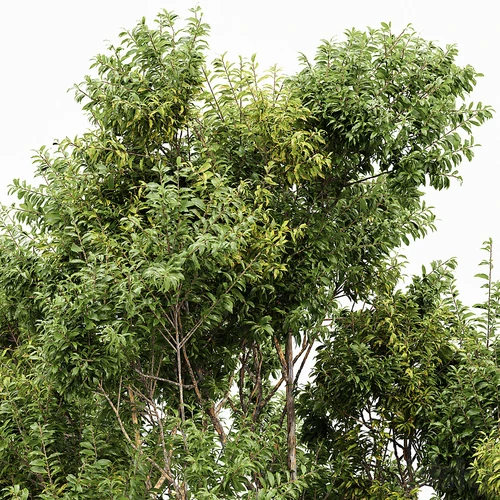 悉尼桉树