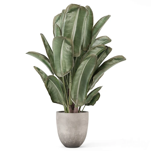 室内植物