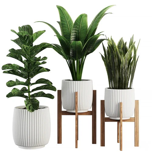 室内植物套装