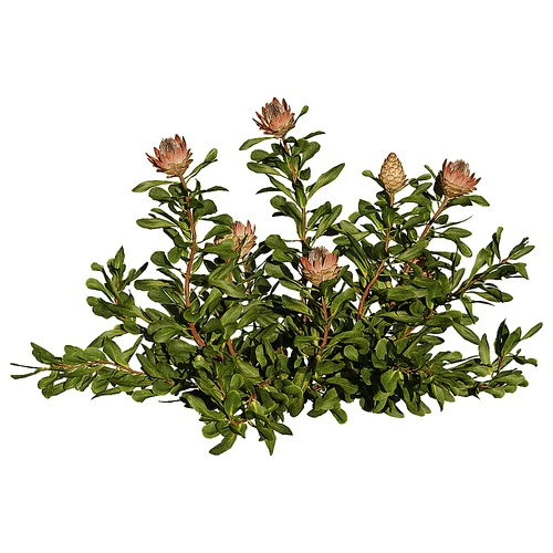 现代灌木植物