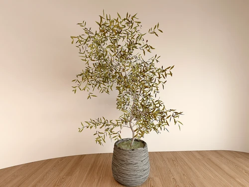 植物盆栽