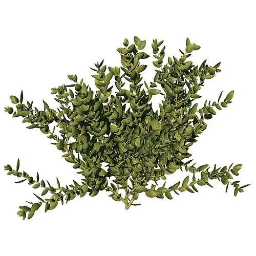 现代树景观树灌木植物