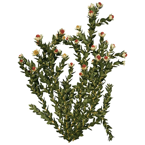 现代树景观树灌木植物
