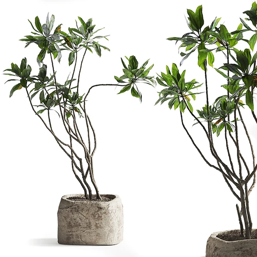 绿植盆栽