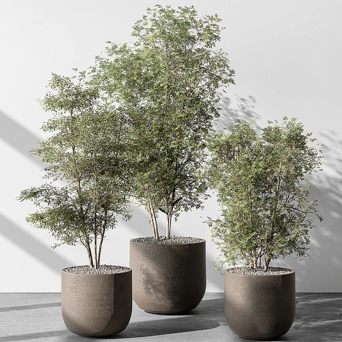 现代绿植盆栽
