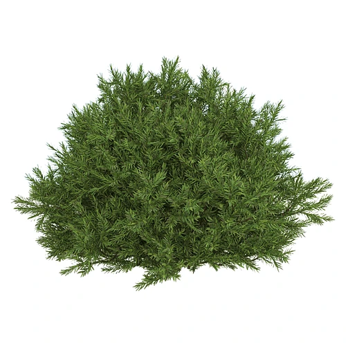 现代树景观树灌木植物