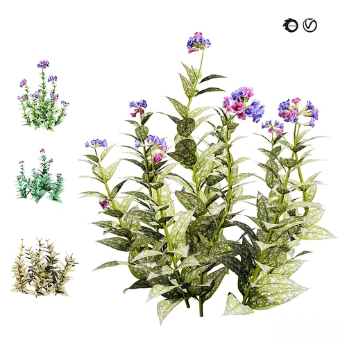 现代花草四季兜藓
