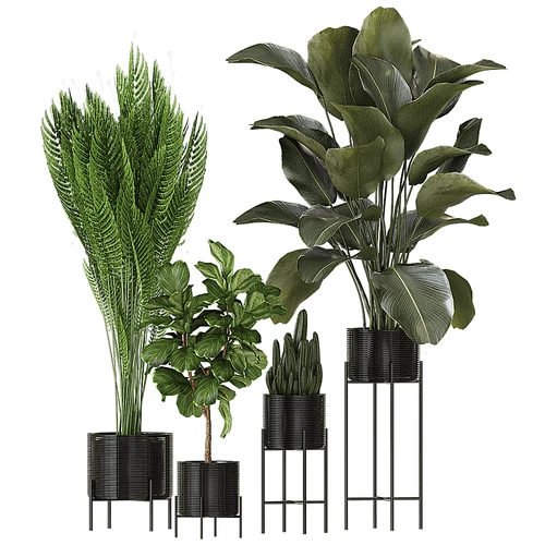 现代灌木植物盆栽