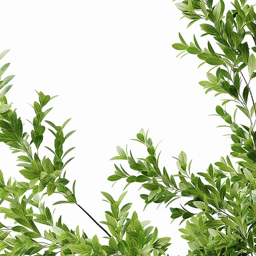 现代植物盆栽