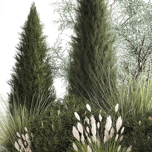 植物