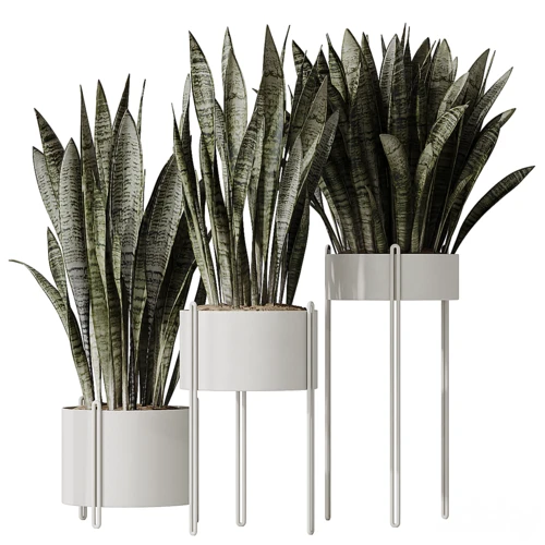 HQ HousePlants 蛇绿色三叶草