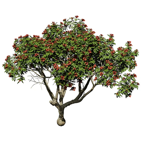 现代景观树植物