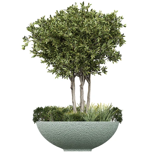 现代植物盆栽