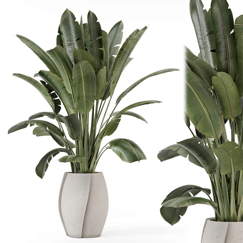 现代室内植物盆景盆栽