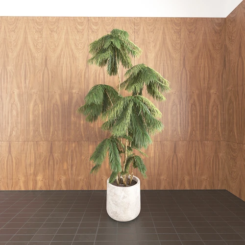 植物盆栽