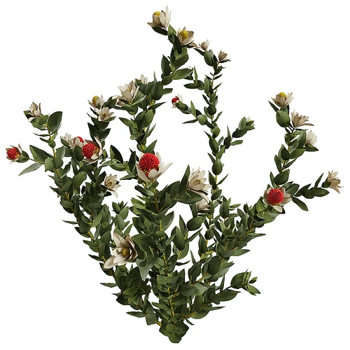 现代植物