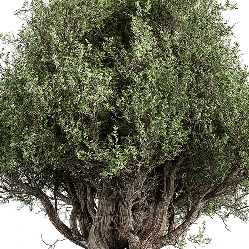 现代橄榄树植物