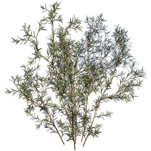 现代植物花草