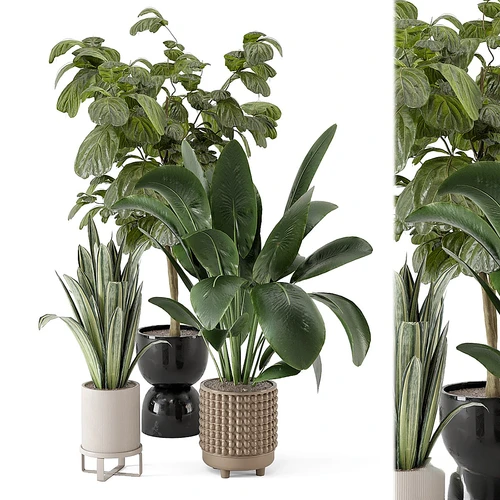 Ferm Living Bau 花盆中的室内植物