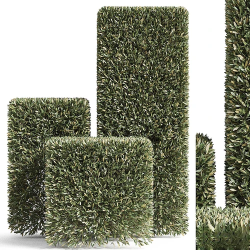 植物收藏