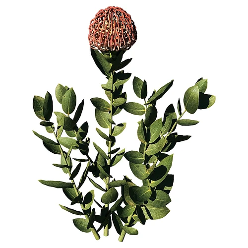 Cordifolium现代花园绿植