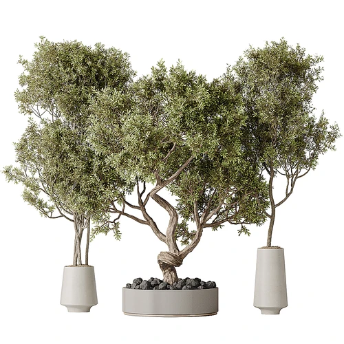 现代植物盆栽
