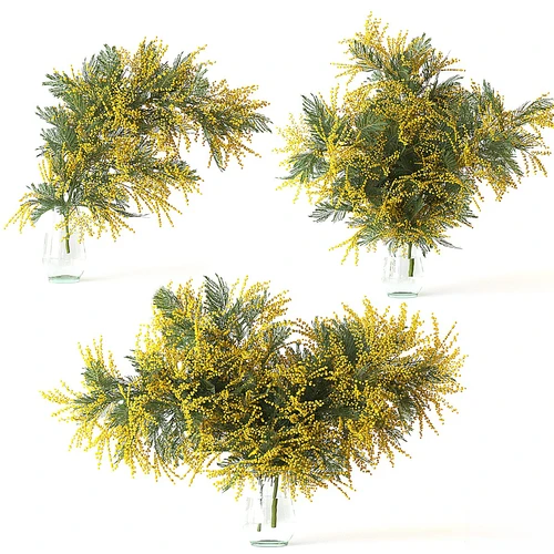 含羞草