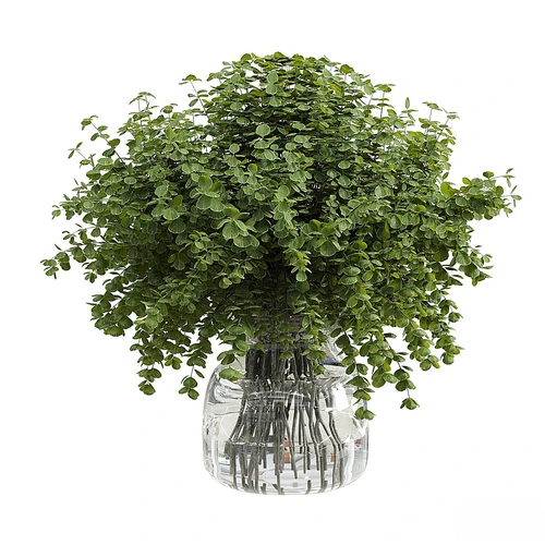 花瓶植物
