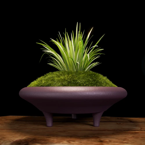 植物绿植苔藓